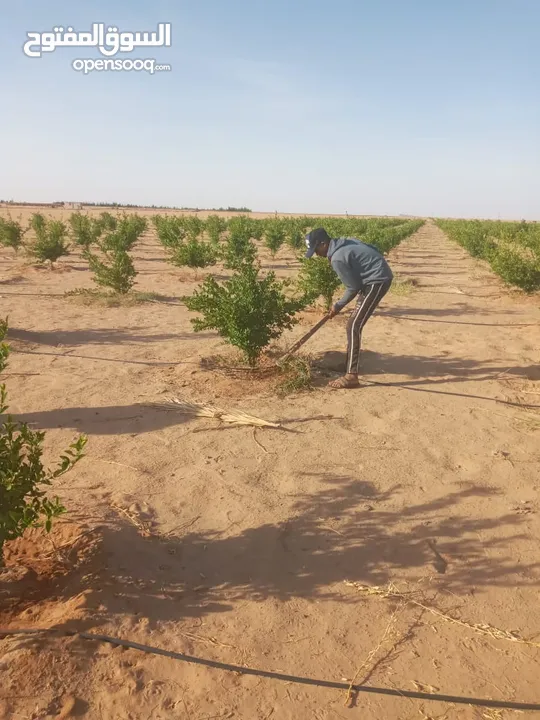 للبيع مزرعه في الوادي الجديد