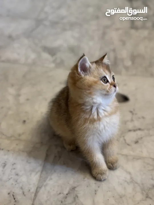 سكوتش فولد وستريت فل بيرو بسعر مناسب جدا