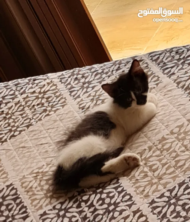 لقطة الموسم خاصة للي بحبوا القطط المرحة.. قطين ذكر للبيع مع بعض و كامل اغراضهم