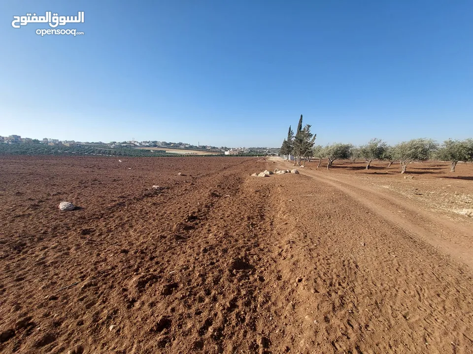 مادبا ماعين ارض زراعية مميزة عليها مزرعة زيتون جاهزة واصل جميع الخدمات مساحتها 4500 م