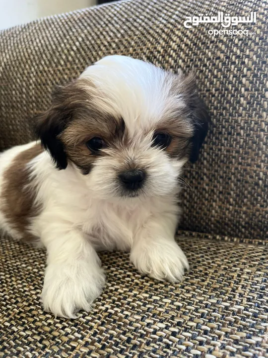 Shihtzu puppy