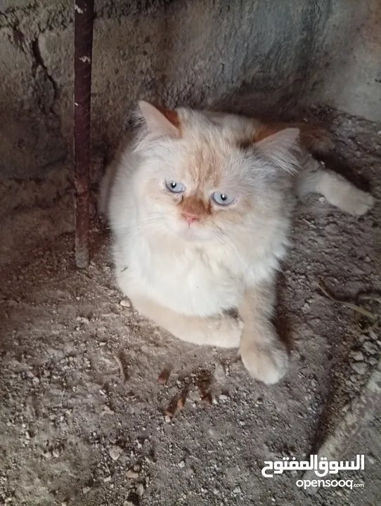 متوفر لدينا قطاط شرزي