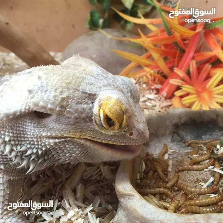 يرقات دود القبابي حي ميلوورم mealworm غذاء ممتاز بروتين حيواني لا يسبب التشحيم للطيور والاسمام
