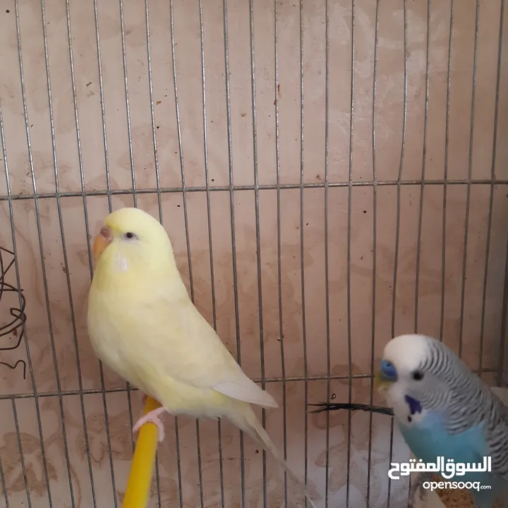 طيور حب للبيع سعر الجوز 15دينار مع قفص والمعالفه وبياضاه . طيور حب انجليزي