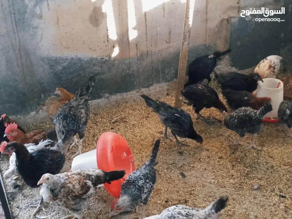 العمر من ثلاثه أشهر ولغايه سته أشهر