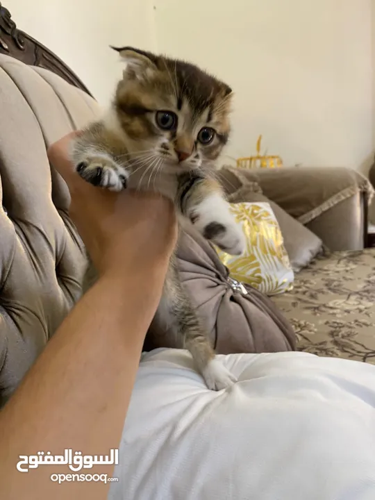 قطط سكوتش فولد وسكوتش ستريت