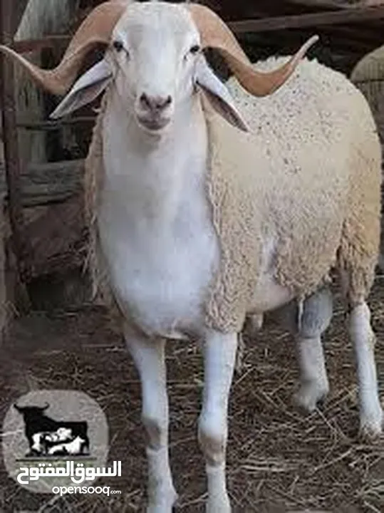 خدمة ذبح داخل عمان