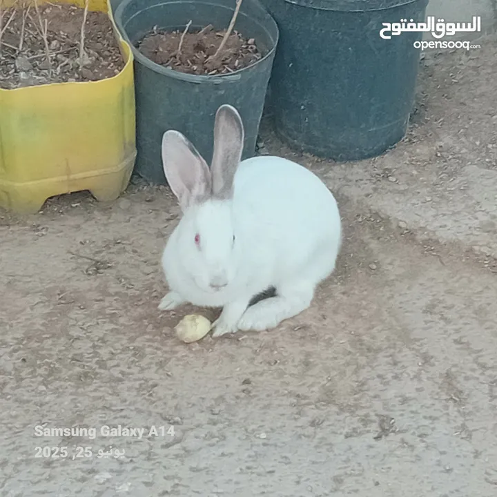 جوز ارانب هجين الماني