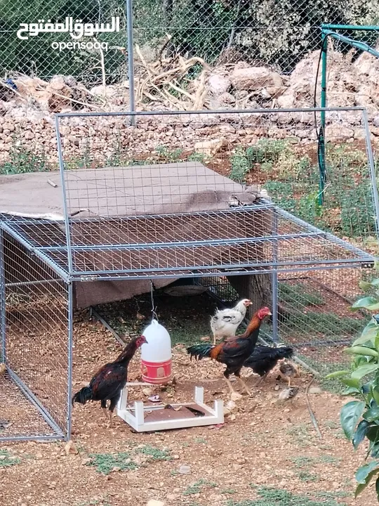 دجاج باكستاني