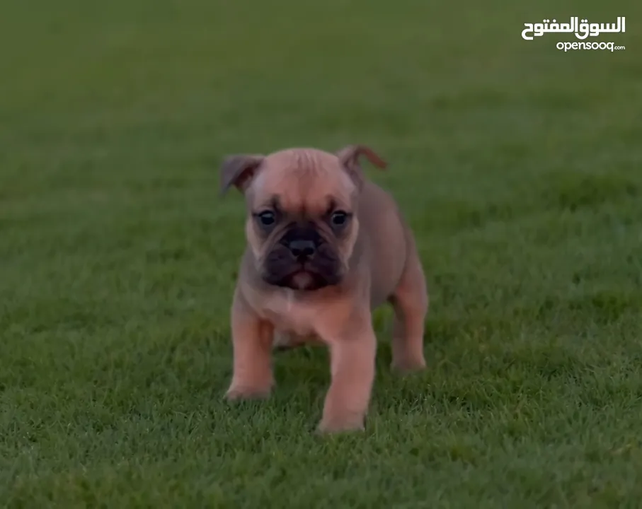 Micro Exotic American Bully