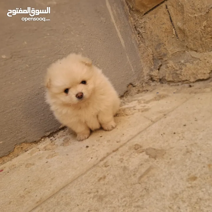 بوميريان للبيع