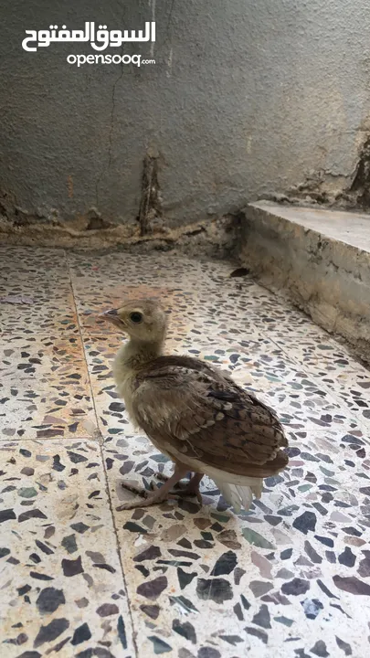 صوص طاووس ازرق هندي