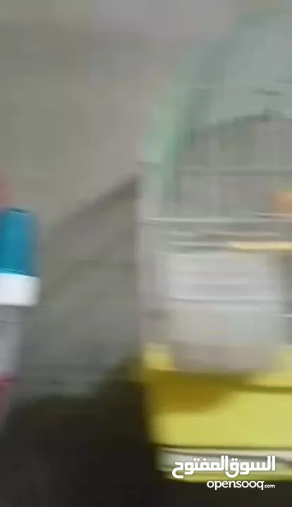 طحشت كنار بالصلاة على النبي صحة ونظافة كلهن من انتاجي الله يبارك لصاحب النصيب