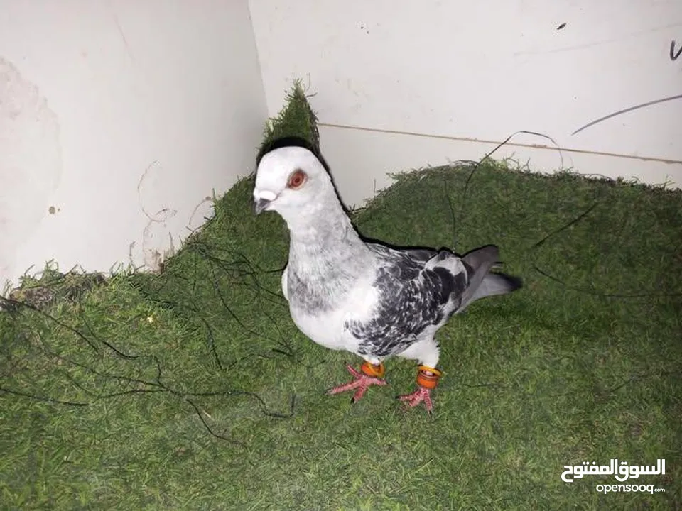 حمام كش للبيع كوم