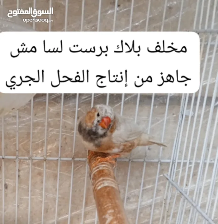 جوز وذكر جنة جامبو وذكر هوجو