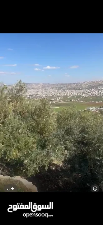 4 قطع اراضي للبيع في منطقة عين الباشا