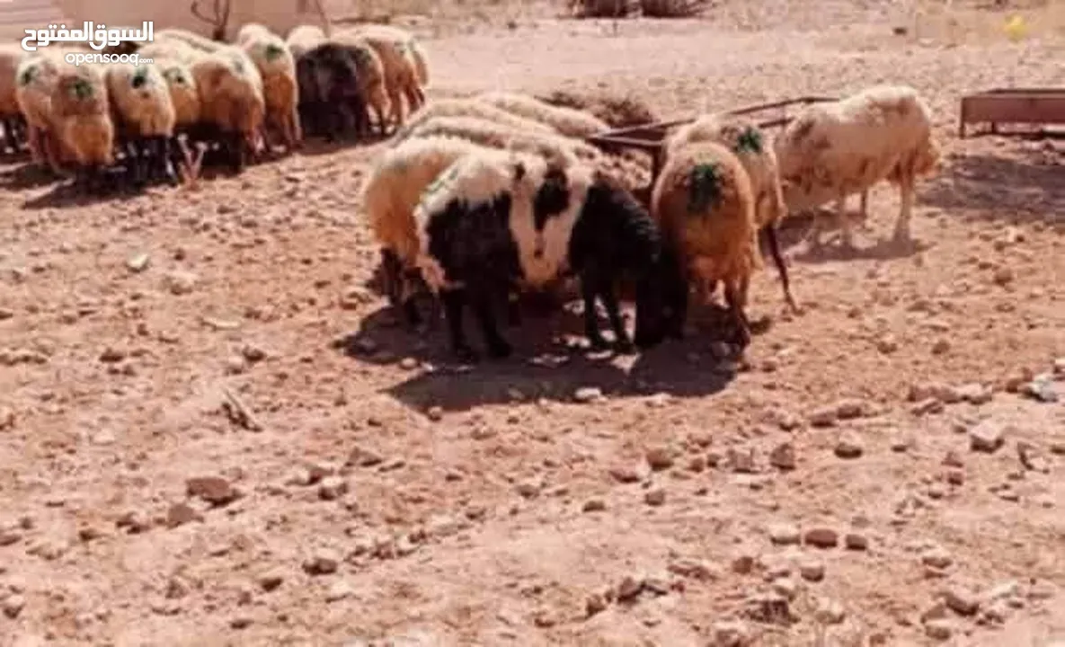 نبدأ بصلاة عل رسول الله - عرووووض  -عرووووض عروووض-  بمناسبة عيد الاضحى المبارك