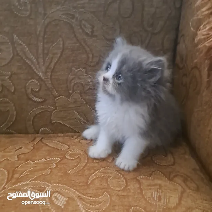 تواصل واتساب " قطط بيرشن وهملايا "