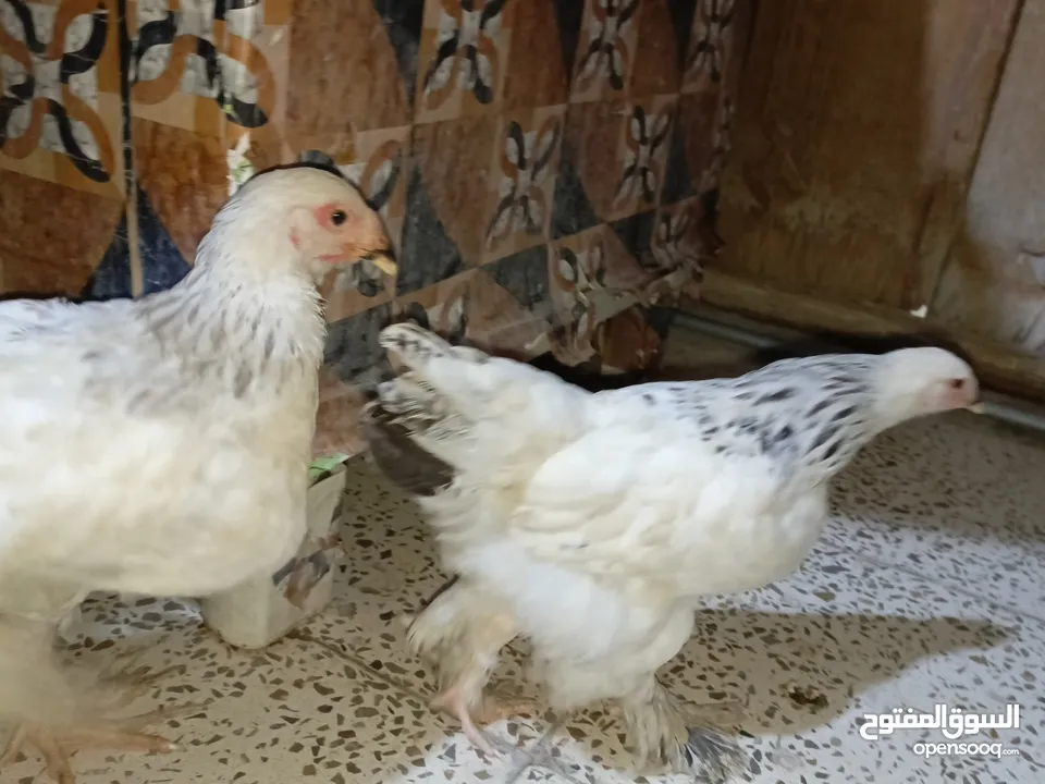 دجاج براهما وبط كوبرى للبيع
