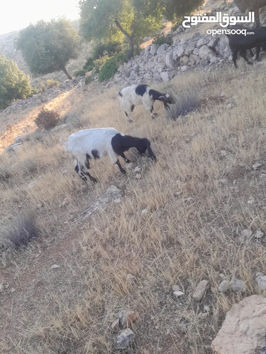 عنزتين سن جمع نضيف سوبر السوبر