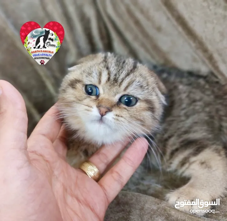 ذكر سكوتش دبل فولد و أنثى بريتش Scottish Fold