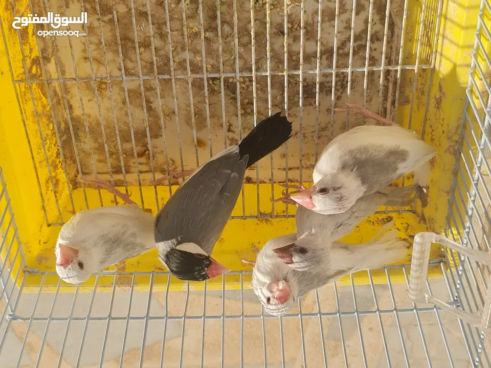متاح جوزين جاوا مخاليف بايد لون ابيض والمنيوم وجوز لون اسود