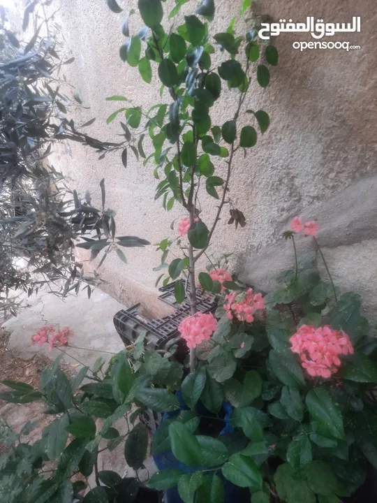 اشجار زينه ومثمر