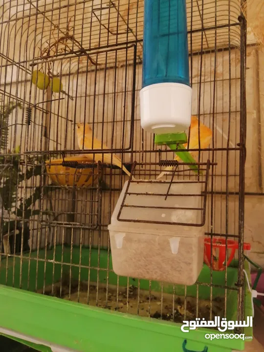 طيور كنار الوان جميله