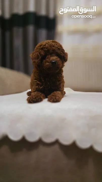 korean toy poodle T_cup now in Jordan كورين توي بودل تيكب