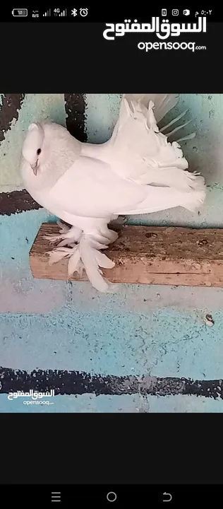 حمام هزاز البينو ابيض كوم للبيع