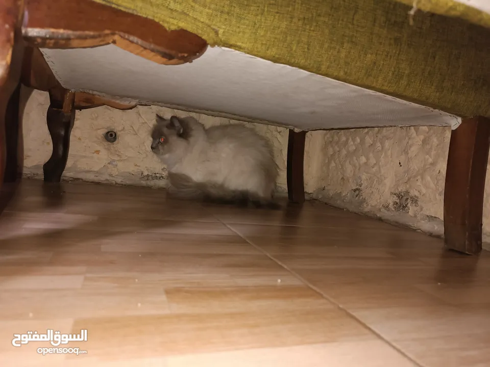 قطه انثى موقع مرج الحمام