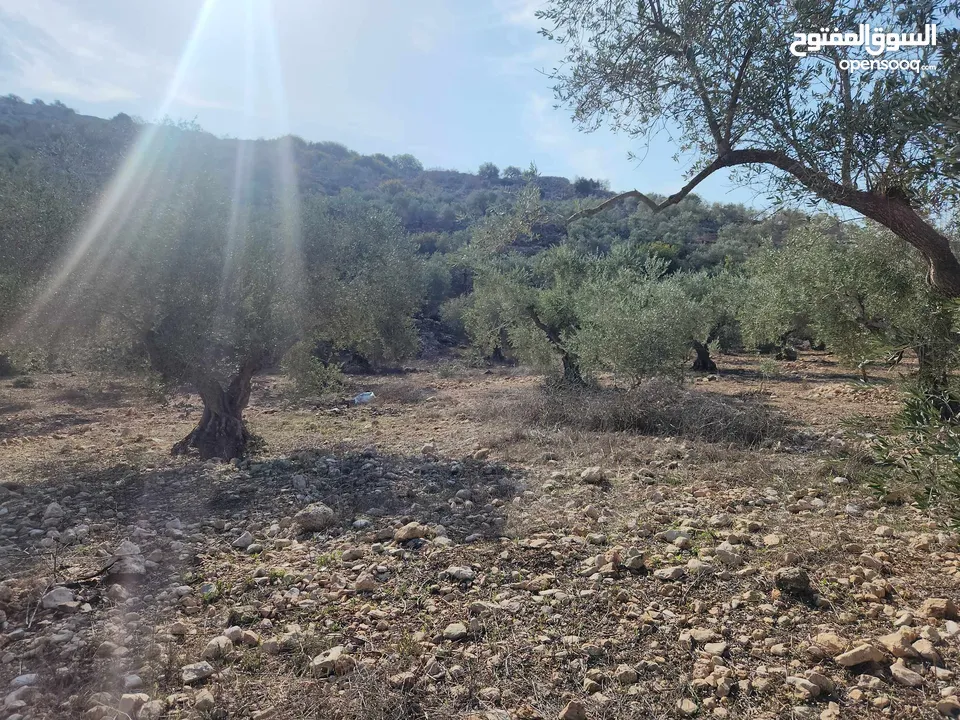 حصة 470م منطقة المنتزة