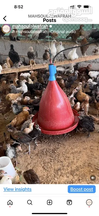 دواجن  للبيع chicken for sale