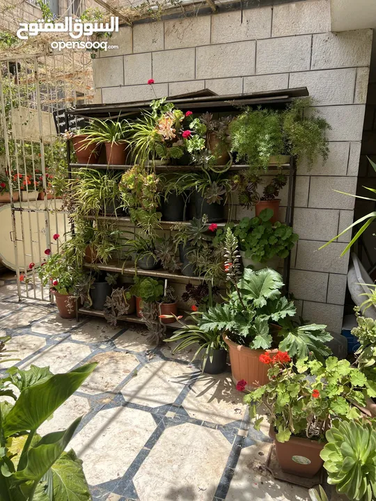 زريعة للبيع عدد 250 قوار مشكلات