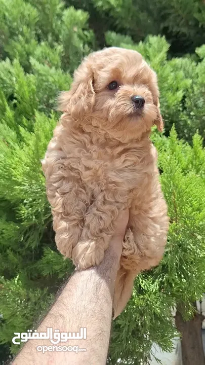 Maltipoo  جراء مالتيبو