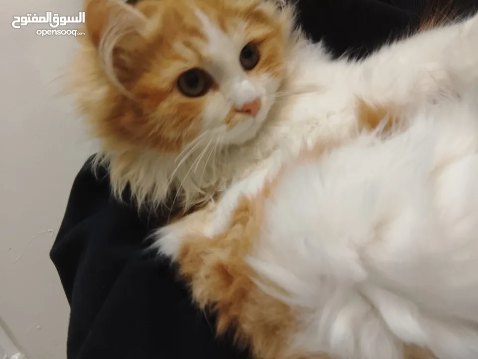 قط شيرازي للتبني
