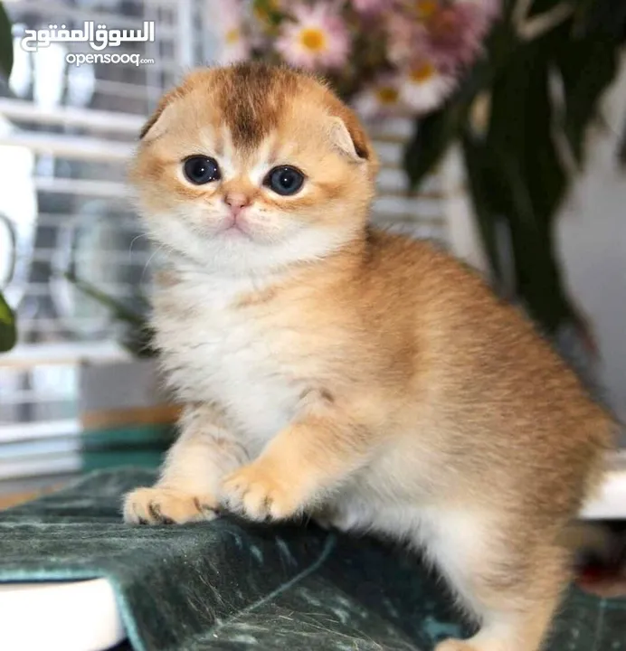 Scottish fold kittens