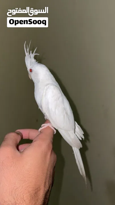 للبيع كوكتيل البينو عيون حمرة