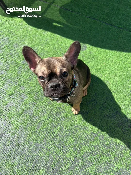 French Bulldog Female