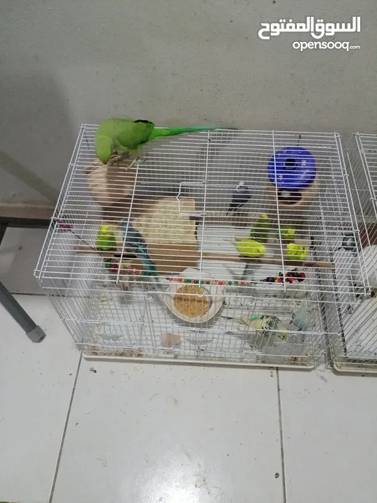 pegion and parrots