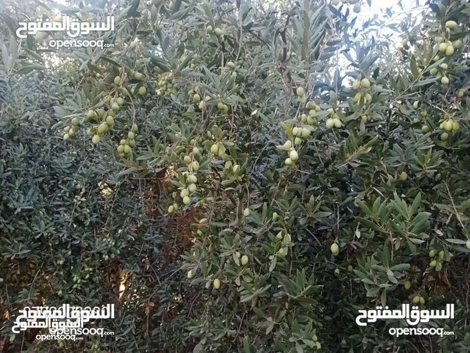 مزرعه مع بيت ريفي جاهز حديث مفروش جاهز يصلح مزرعه او سكن ريفي