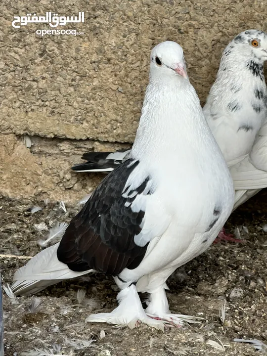 All Pigeons for sale جميع الطيور للبيع