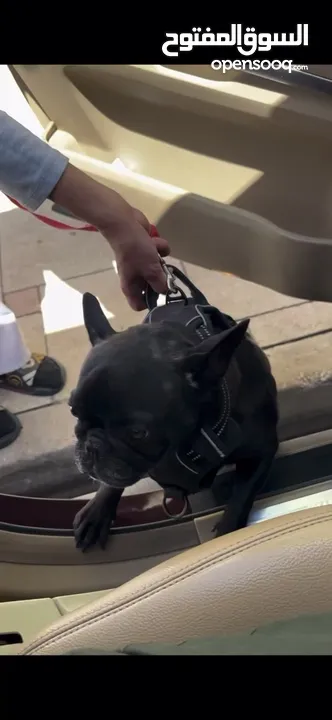 French Bulldog
