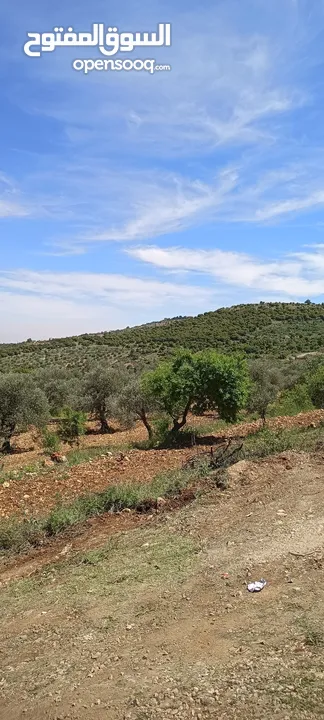 مزرعه راقيه صغيره للبيع موقع مميز جدا من مالك مباشره