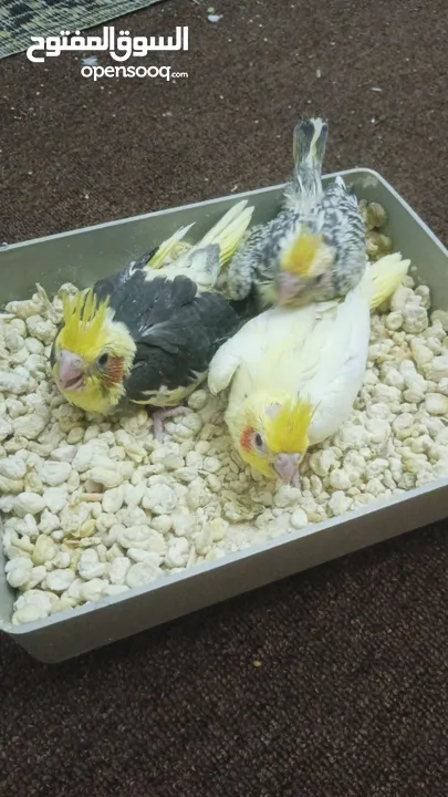 جوز دره شغالات انتاج