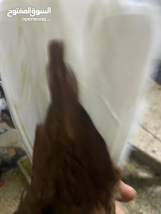 حمام للبيع جاوا اقرا النص