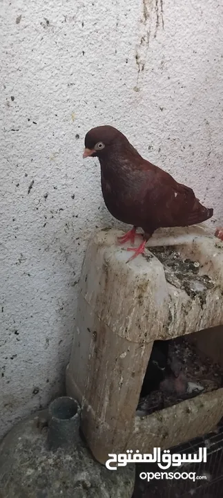 حمام مشكل عند صورهن