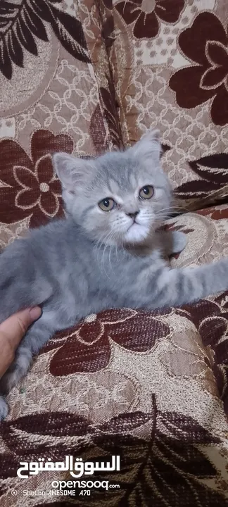 قطط للبيع سكوتش فولد
