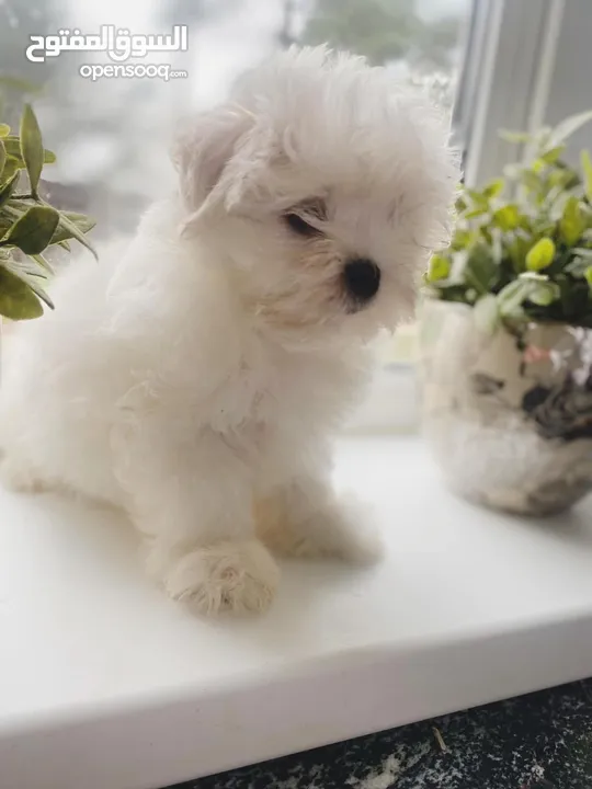 Maltese puppy’s available