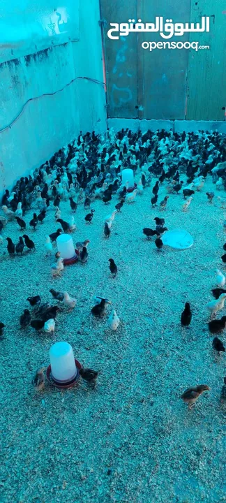 موجود صيصان بلدي بكميات